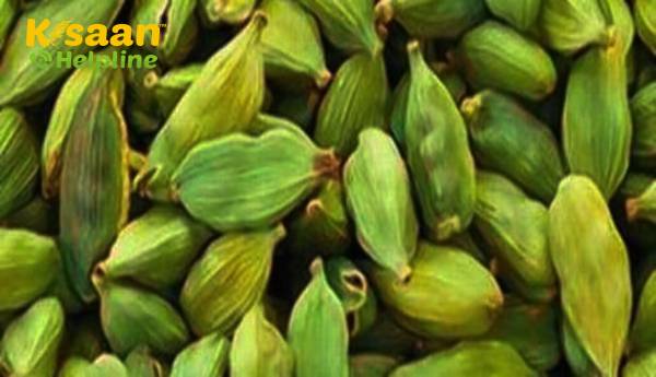 मसाला बोर्ड 1 अक्टूबर से इलायची के लिए दैनिक दो नीलामी को फिर से शुरू करने के लिए निर्णय लिया